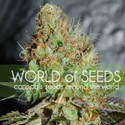 Afghan Kush Special (World of Seeds) feminizovaná
