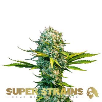 Next Of Kin (Super Strains) feminizovan&aacute;