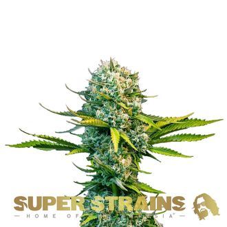 Next Of Kin (Super Strains) feminizovan&aacute;