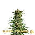 7th Wave (Super Strains) feminizovaná