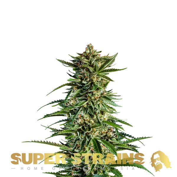 7th Wave (Super Strains) feminizovaná