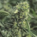 OG Kush (Humboldt Seed Organization) feminizovaná