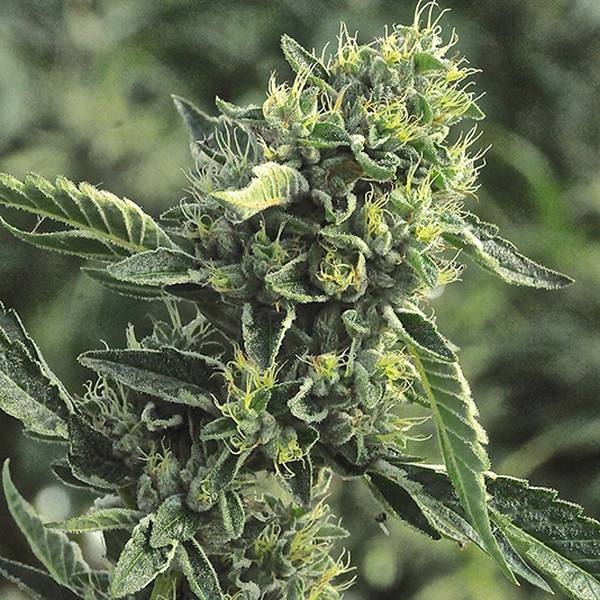 OG Kush (Humboldt Seed Organization) feminizovaná