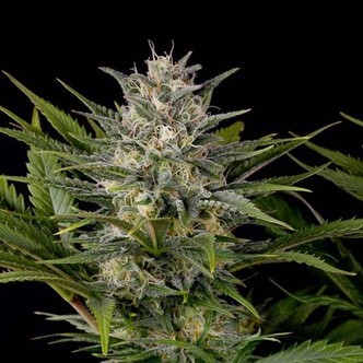 Pineapple Skunk (Humboldt Seed Organization) feminizovan&aacute;