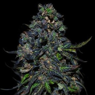 Taison Samonakv&eacute;tac&iacute; (VIP Seeds) feminizovan&aacute;