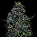 Taison Samonakvétací (VIP Seeds) feminizovaná