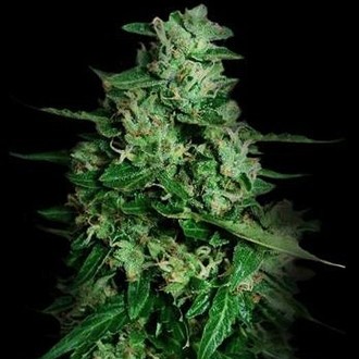 Northern Delights Auto (VIP Seeds) feminizovaná