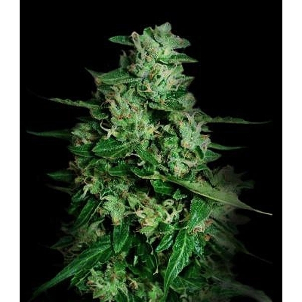 Northern Delights Auto (VIP Seeds) feminizovaná