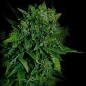 VIP Auto (VIP Seeds) feminizovaná