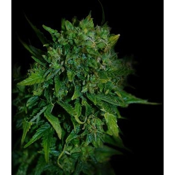 VIP Auto (VIP Seeds) feminizovaná