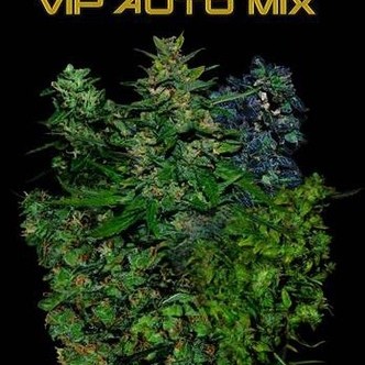 VIP Auto Mix (VIP Seeds) feminizovan&aacute;