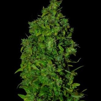 VIP Dwarf Samonakv&eacute;tac&iacute; (VIP Seeds) feminizovan&aacute;