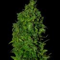 VIP Dwarf Samonakvétací (VIP Seeds) feminizovaná