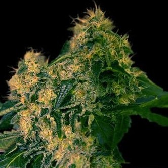 Torpedo (VIP Seeds) feminizovan&aacute;