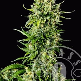 Auto Mass (Grass-O-Matic) feminizovan&aacute;