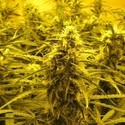 Channel + (Medical Seeds) feminizovaná