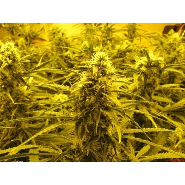 Channel + (Medical Seeds) feminizovaná