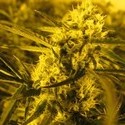 Channel + (Medical Seeds) feminizovaná