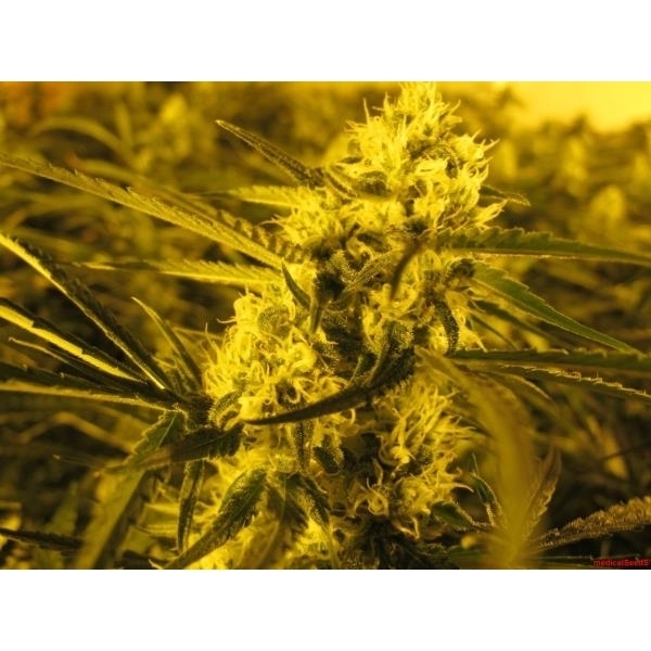 Channel + (Medical Seeds) feminizovaná