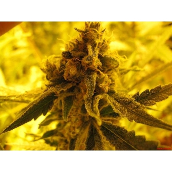 Channel + (Medical Seeds) feminizovaná