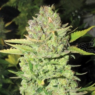 Devil Fruit (Medical Seeds) feminizovan&aacute;