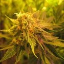 Devil Fruit (Medical Seeds) feminizovaná