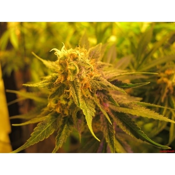 Devil Fruit (Medical Seeds) feminizovaná