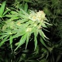 Devil Fruit (Medical Seeds) feminizovaná