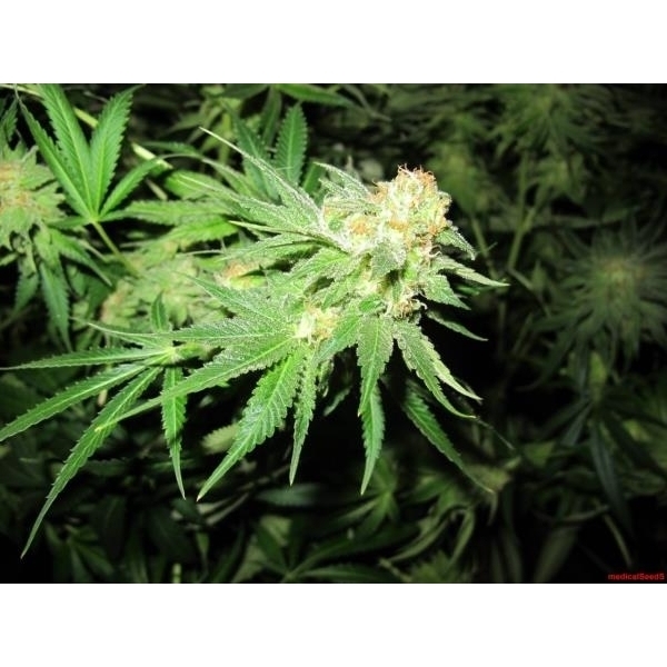 Devil Fruit (Medical Seeds) feminizovaná