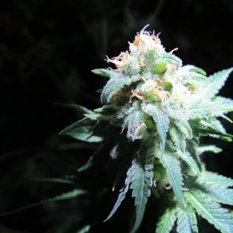 Devil Fruit (Medical Seeds) feminizovaná