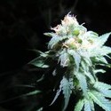 Devil Fruit (Medical Seeds) feminizovaná