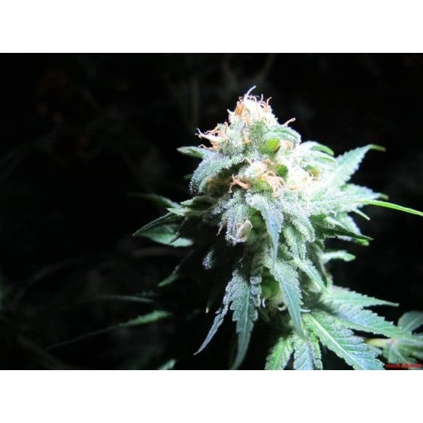 Devil Fruit (Medical Seeds) feminizovaná