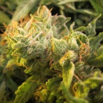 Devil Fruit (Medical Seeds) feminizovaná