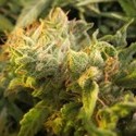 Devil Fruit (Medical Seeds) feminizovaná