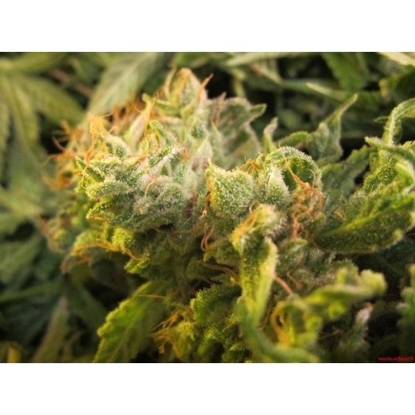 Devil Fruit (Medical Seeds) feminizovaná