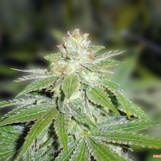Devil Fruit (Medical Seeds) feminizovaná