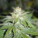 Devil Fruit (Medical Seeds) feminizovaná