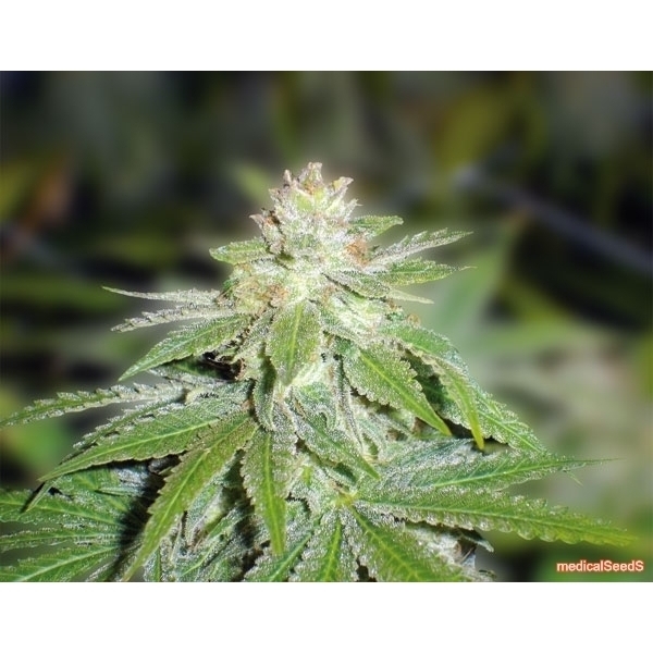 Devil Fruit (Medical Seeds) feminizovaná