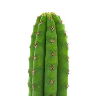 Peruánská pochodeň (Echinopsis peruviana)