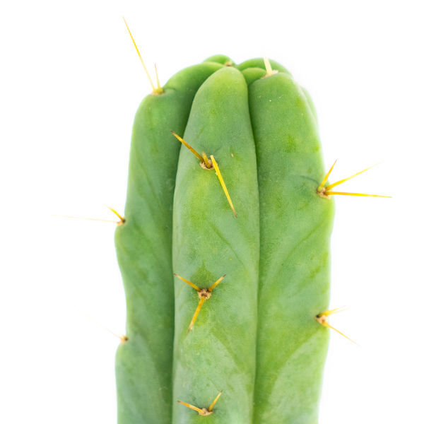 Bolivijská pochodeň (Echinopsis lageniformis)