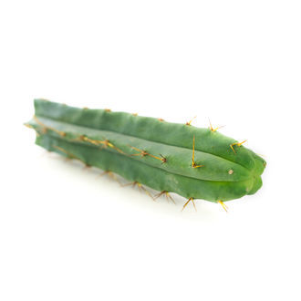 Bolivijsk&aacute; pochodeň (Echinopsis lageniformis)