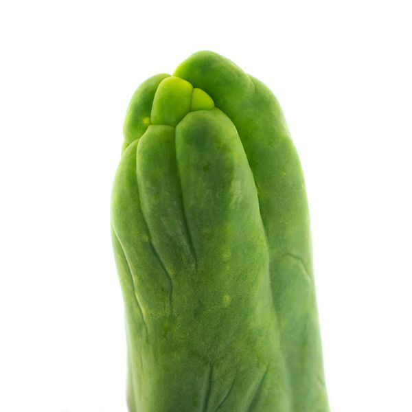 Bolívijská pochodeň „Monstrose“ (Penis Plant)