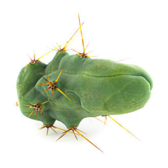 Bolívijská pochodeň „Monstrose“ (Penis Plant)