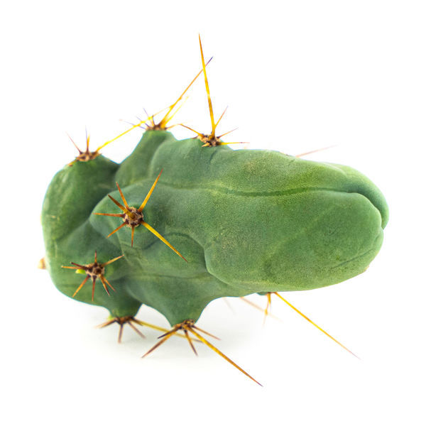 Bolívijská pochodeň „Monstrose“ (Penis Plant)