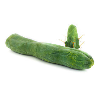 Bol&iacute;vijsk&aacute; pochodeň &bdquo;Monstrose&ldquo; (Penis Plant)