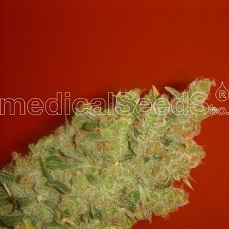 Jack La Mota (Medical Seeds) feminizovan&aacute;