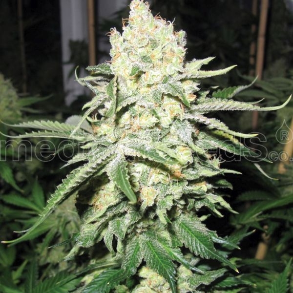 No Name (Medical Seeds) feminizovaná
