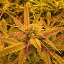 No Name (Medical Seeds) feminizovaná