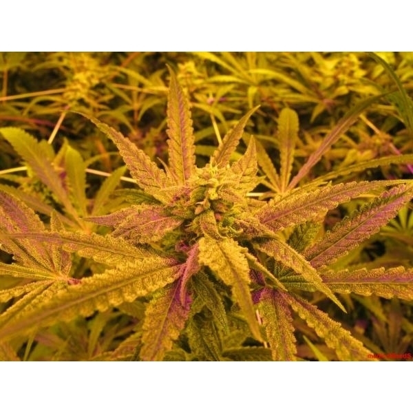 No Name (Medical Seeds) feminizovaná