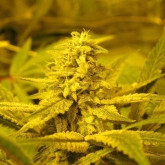 No Name (Medical Seeds) feminizovaná